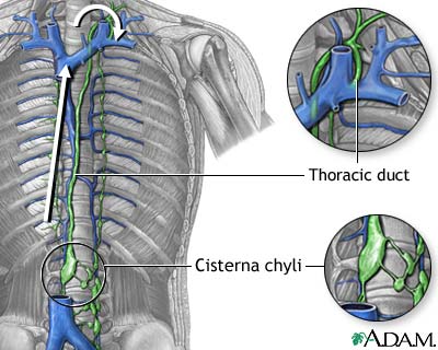 Circulation of lymph Circulation of lymph