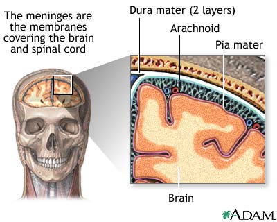 Meninges of the brain Meninges of the brain