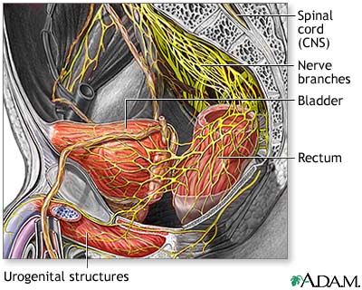 Nerve supply to the pelvis Nerve supply to the pelvis