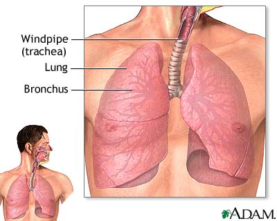 Lower respiratory tract Lower respiratory tract