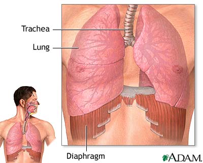 Diaphragm and lungs Diaphragm and lungs