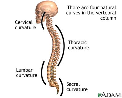 Spinal curves