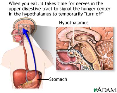 Hunger center in brain