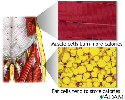 Muscle cells vs. fat cells Muscle cells vs. fat cells