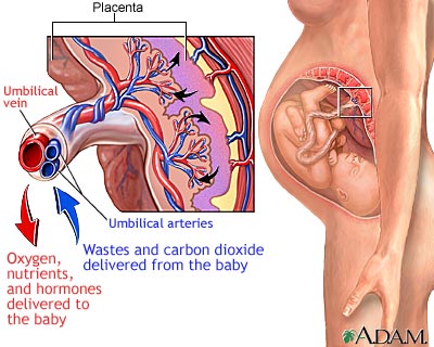 Placenta Placenta