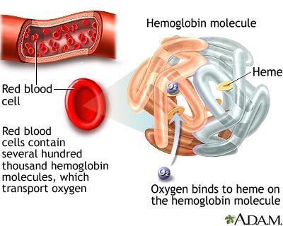Hemoglobin Hemoglobin