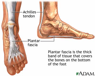 Plantar fascia Plantar fascia