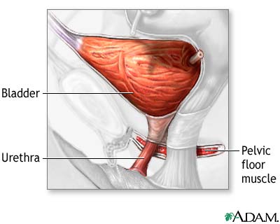 Normal anatomy