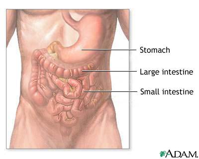 Normal abdominal anatomy