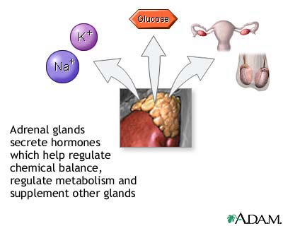 Adrenal gland hormone secretion Adrenal gland hormone secretion