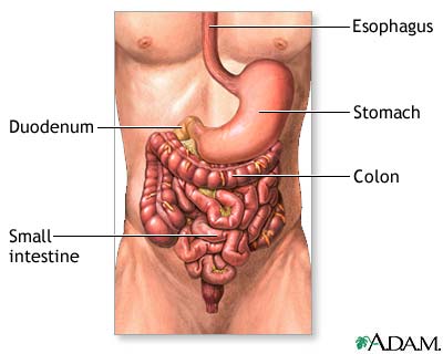 Lower digestive anatomy Lower digestive anatomy