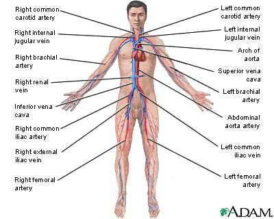 Circulatory system