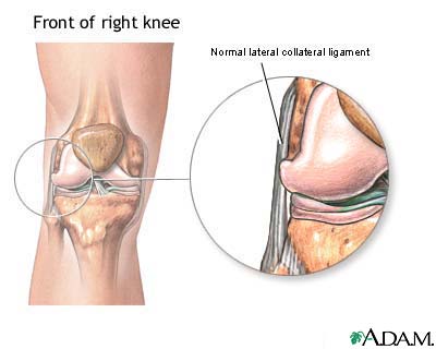 Lateral collateral ligament Lateral collateral ligament