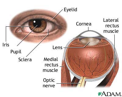 External and internal eye anatomy External and internal eye anatomy
