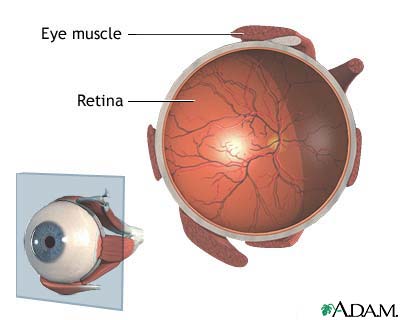 Retina