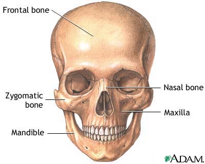 Skull anatomy Skull anatomy