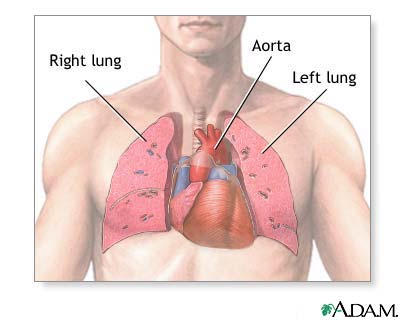 Thoracic organs Thoracic organs