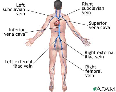 Deep veins Deep veins