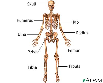 Anterior skeletal anatomy Anterior skeletal anatomy