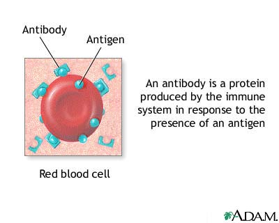 Antibodies