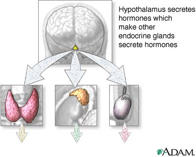 Hypothalamus hormone production Hypothalamus hormone production
