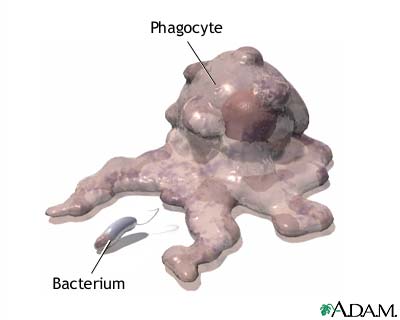 Phagocytosis