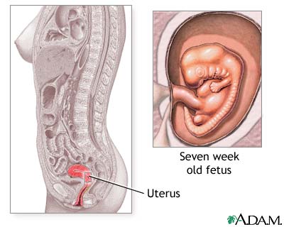 Early weeks of pregnancy