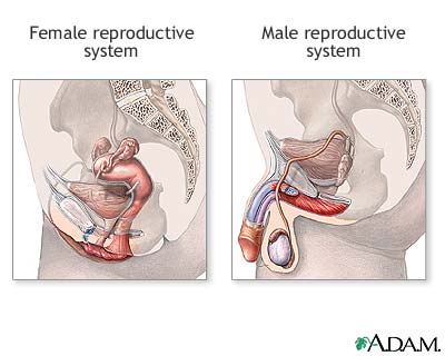 Male and female reproductive systems Male and female reproductive systems