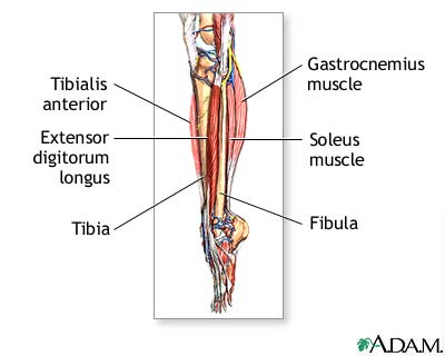 Lower leg muscles Lower leg muscles