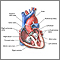 Heart, section through the middle