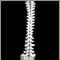 Vertebral column