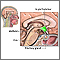 Hypothalamus