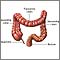 The large intestine