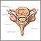 Vertebra and spinal nerves