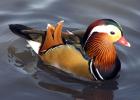 Mandarin.duck.arp.jpg