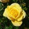 Rosa_Gold_Glow_2.jpg