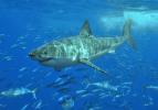 Whiteshark-TGoss5b_hf.jpg