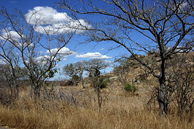 Landscape in the Kruger National Park