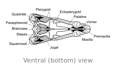 File:Dimetrodon skull ventral.svg