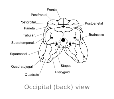 File:Dimetrodon skull occipital.svg