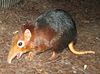 Elephant Shrew.jpg