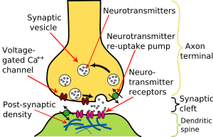 The pre- and post-synaptic axons are separated by a short distance known as the synaptic cleft. Neurotransmitter released by pre-synaptic axons diffuse through the synaptic clef to bind to and open ion channels in post-synaptic axons.