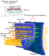 Adherens Junctions structural proteins-ru.svg