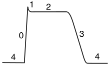 Plot of membrane potential versus time. The initial resting phase (region 4) is negative and constant flowed by sharp rise (0) to a peak (1).  The plateau phase (2) is slightly below the peak. The plateau phase is followed by a fairly rapid return (3) back to the resting potential (4).