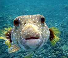 Photograph of a pufferfish.