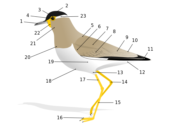 File:Birdmorphology.svg