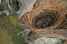 Looking down on three helpless blind chicks in a nest within the hollow of a dead tree trunk