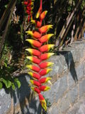 Heliconia rostrata1.jpg