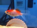 Sarasa comet goldfish.jpg