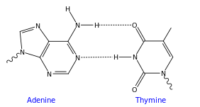 AT DNA base pair.svg